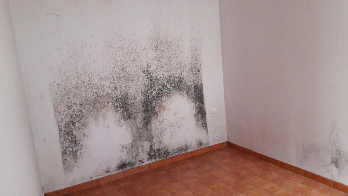 Moisissures - Expertise humidité à Nantes